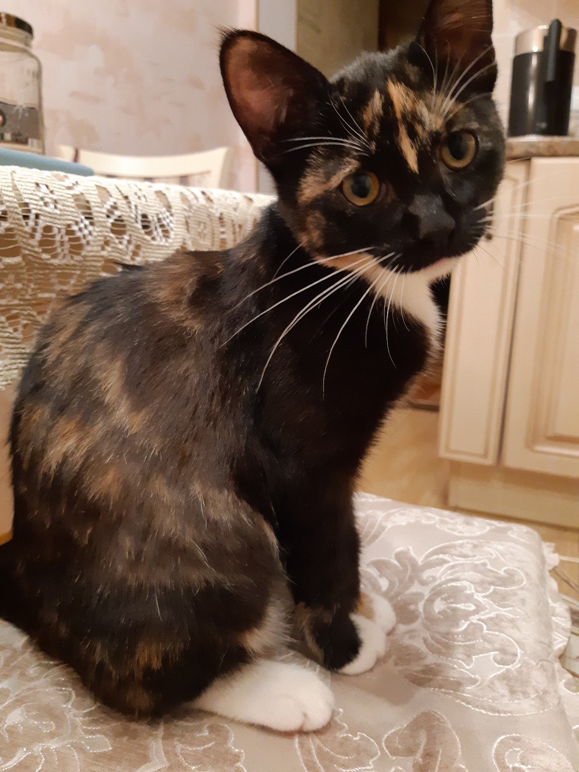 Фиса - Имена для девочек - Клички для котов и кошек