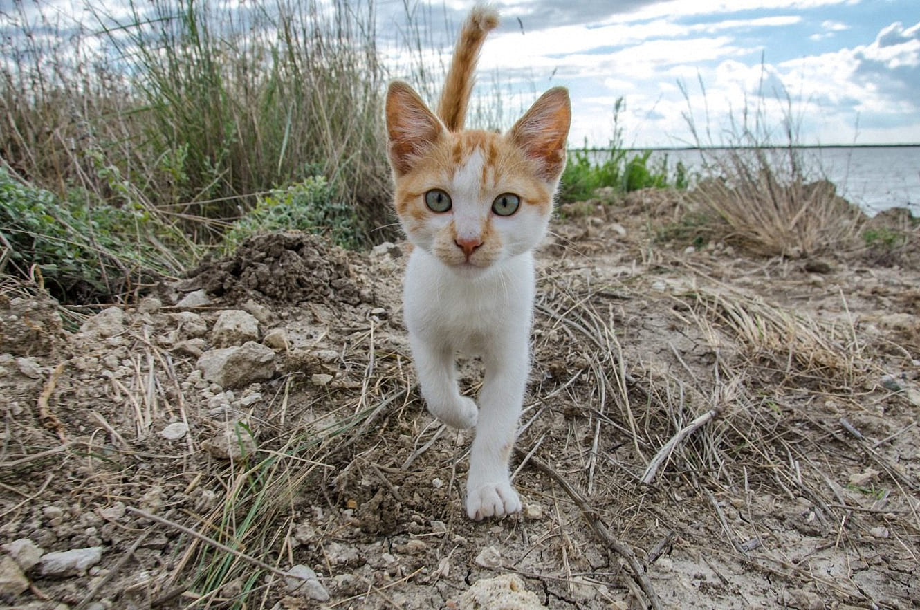 Мостик - Имена для мальчиков - Клички для котов и кошек