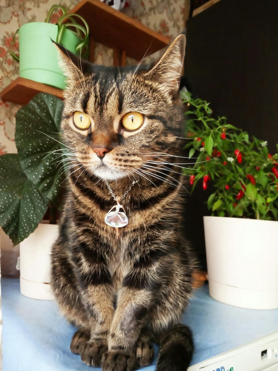 Руся - Имена для девочек - Клички для котов и кошек