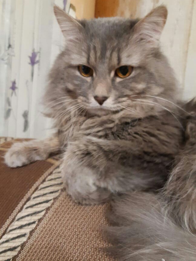 Шурик - Имена для мальчиков - Клички для котов и кошек