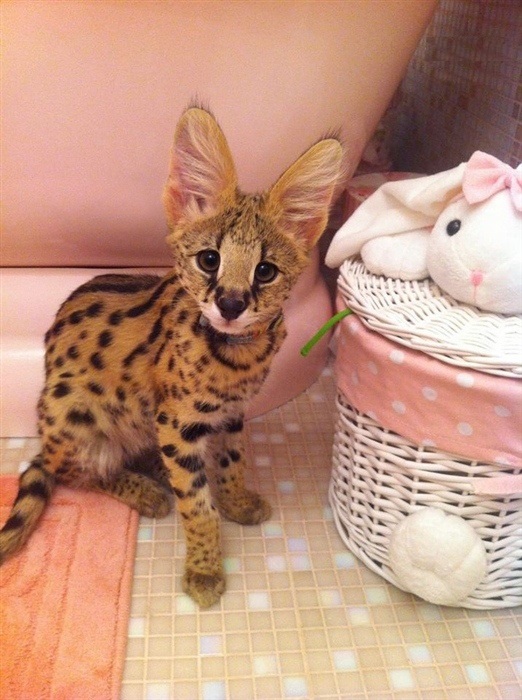 Рыся - Имена для мальчиков - Клички для котов и кошек