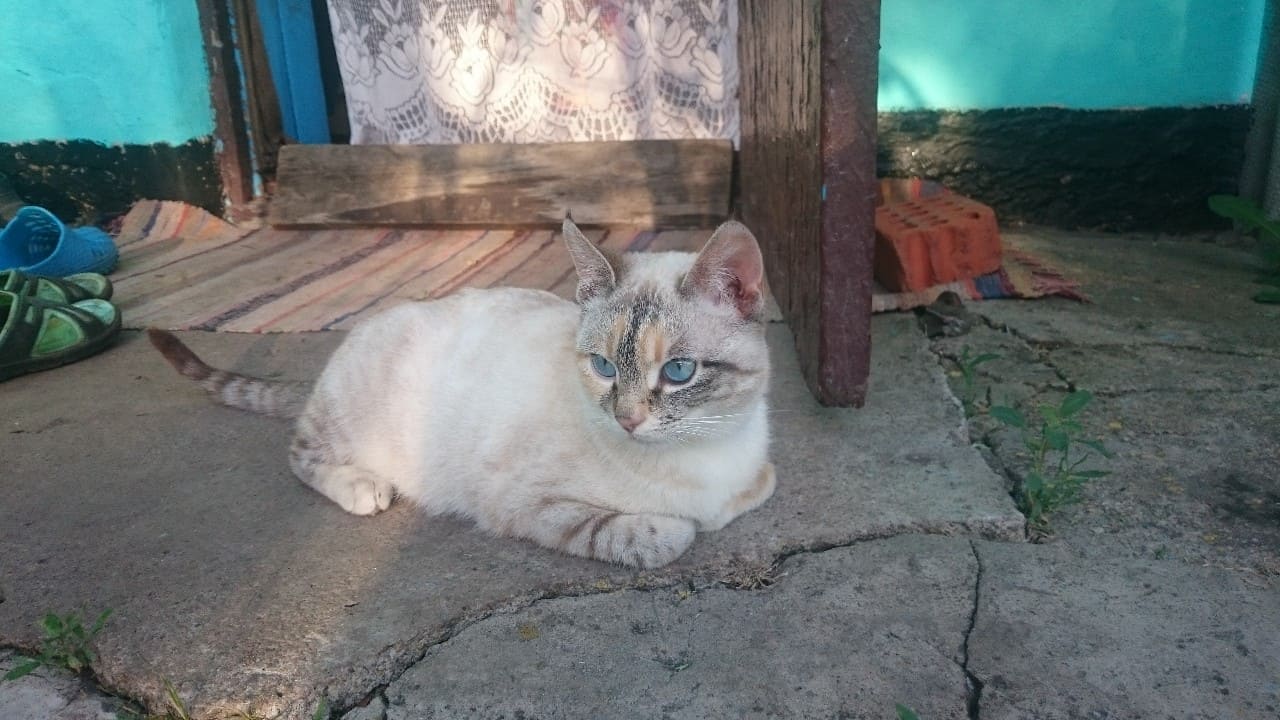 Фиона - Имена для девочек - Клички для котов и кошек