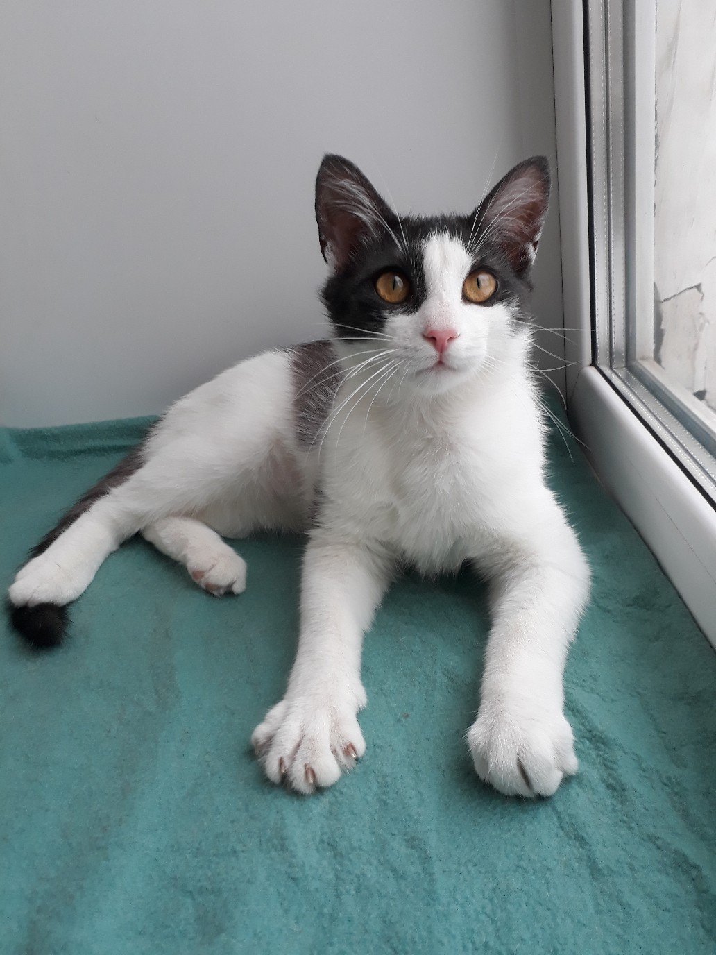 Мякиш - Имена для мальчиков - Клички для котов и кошек