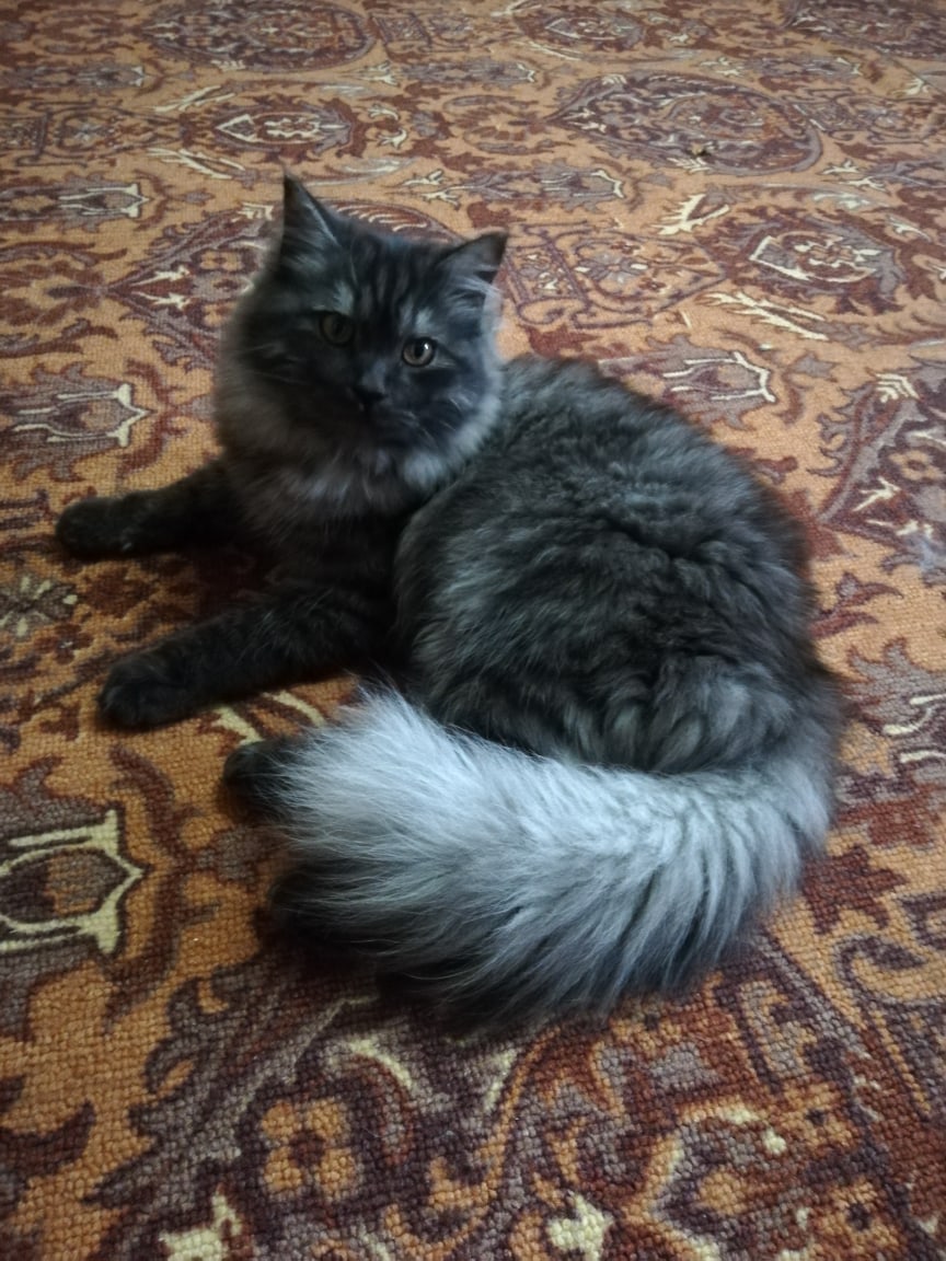 Чапа - Имена для мальчиков - Клички для котов и кошек