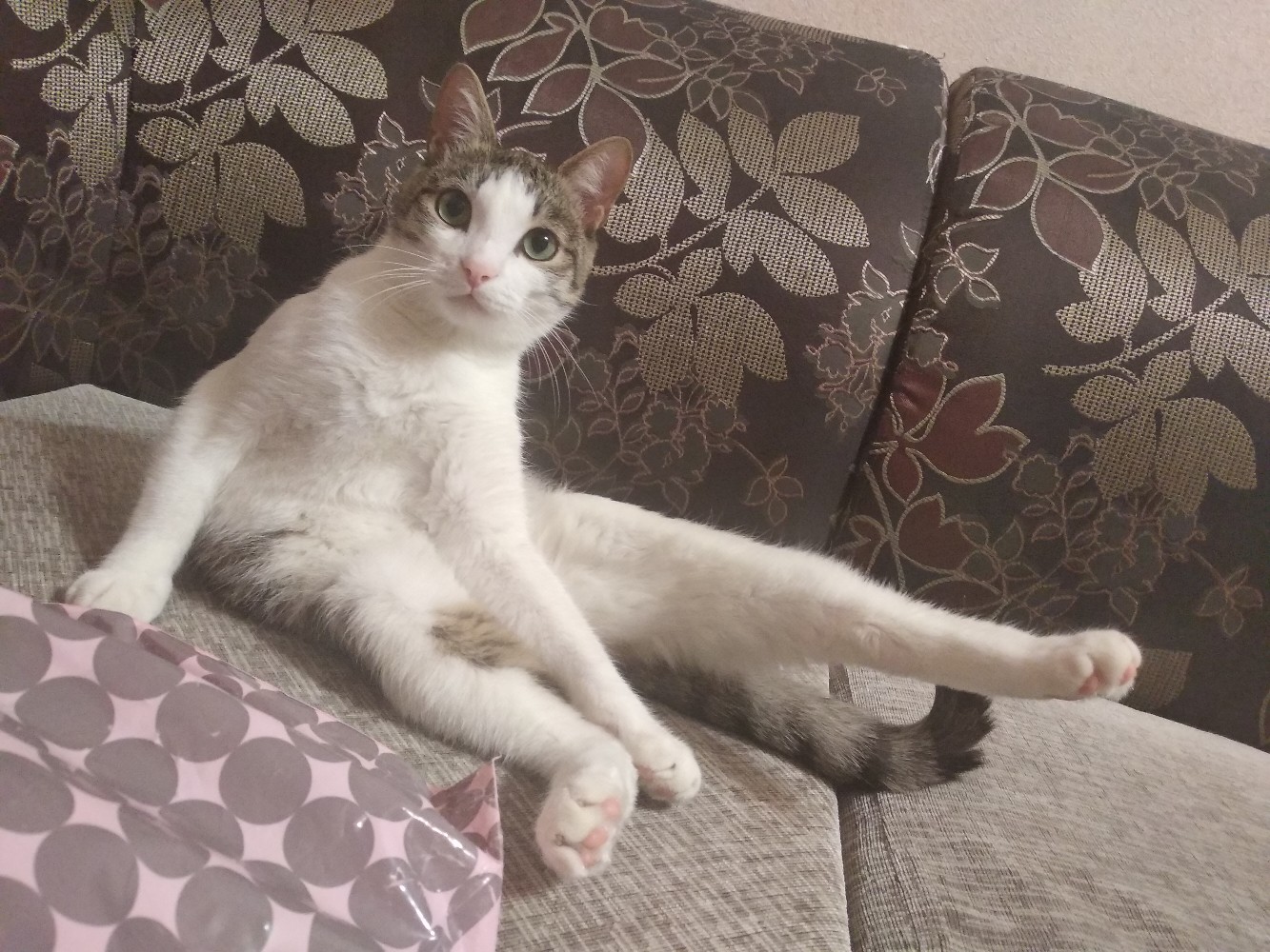 Тишка - Имена для мальчиков - Клички для котов и кошек