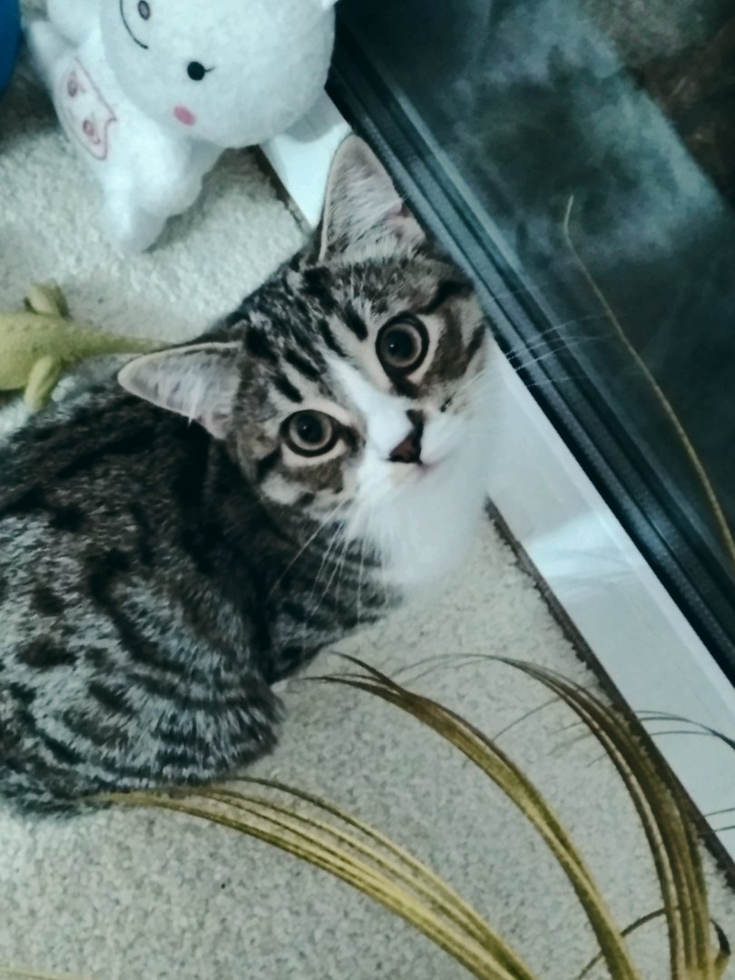 Феликс - Имена для мальчиков - Клички для котов и кошек