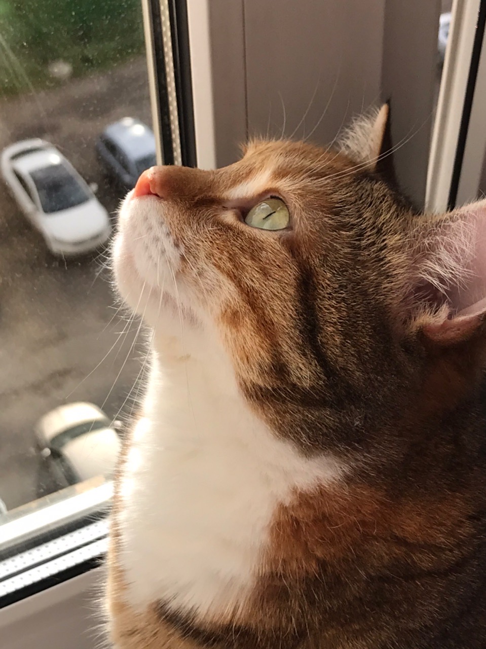 Мошка - Имена для девочек - Клички для котов и кошек