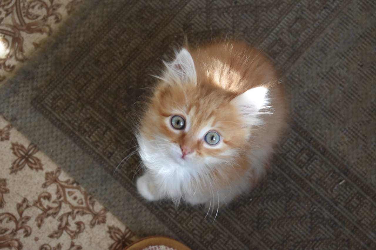 Рыжик - Имена для мальчиков - Клички для котов и кошек