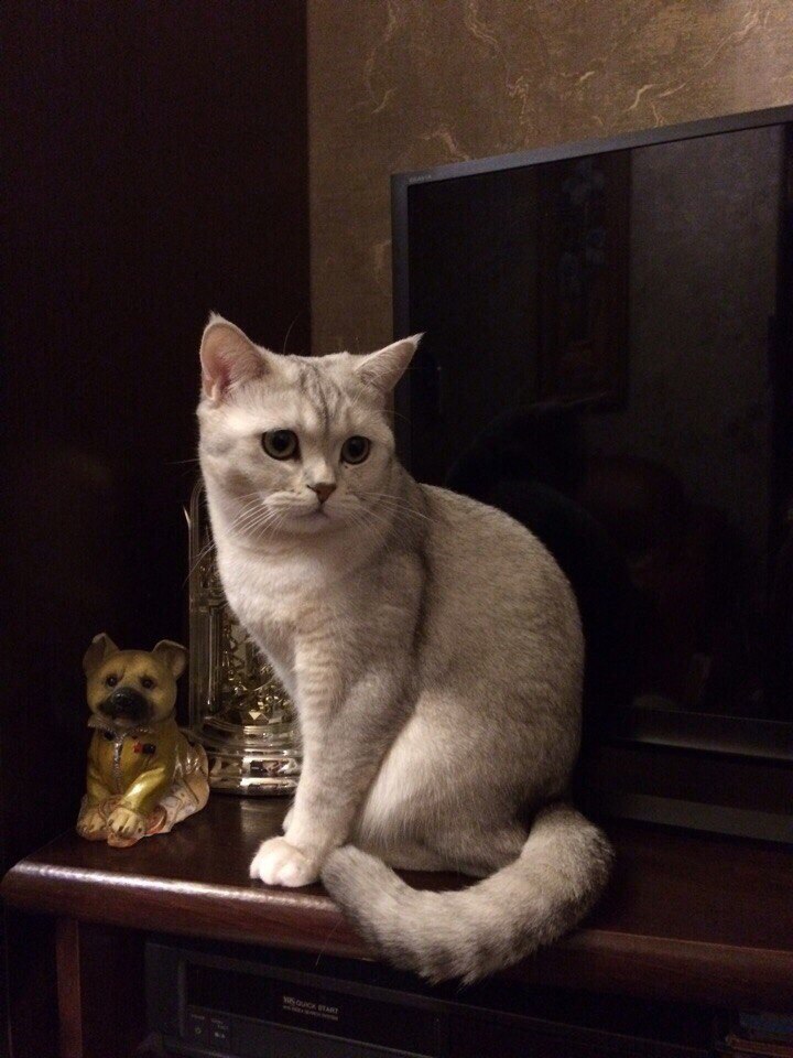 Моня - Имена для девочек - Клички для котов и кошек