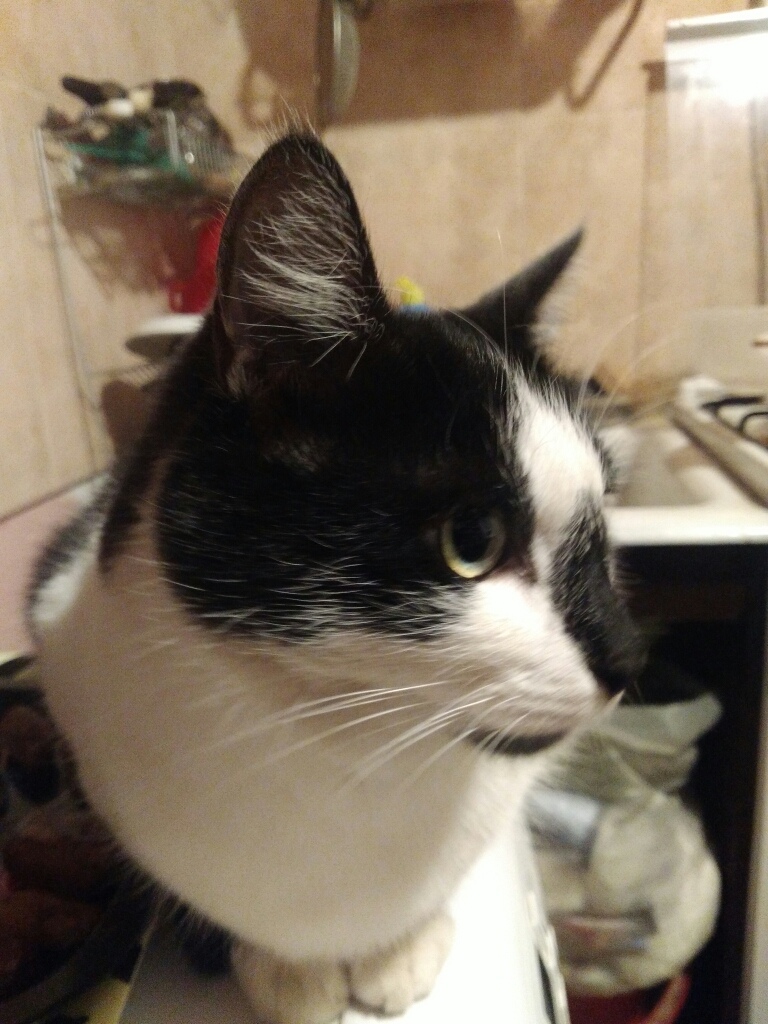 Фрося - Имена для девочек - Клички для котов и кошек