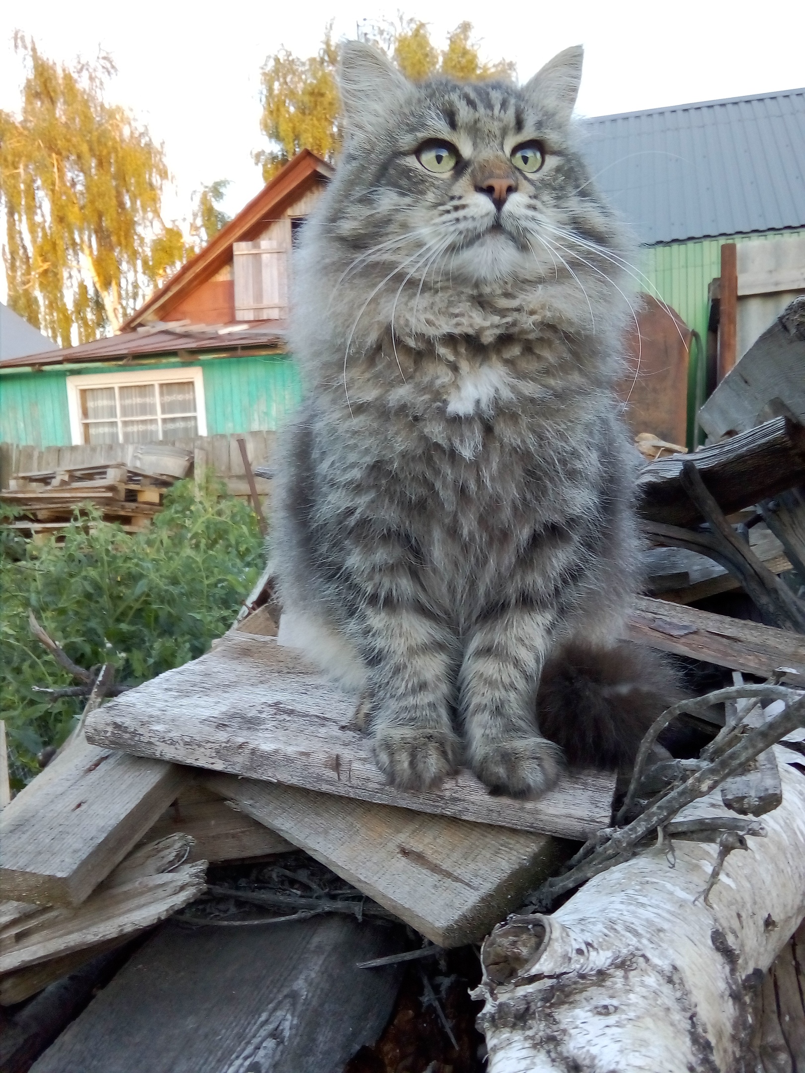 Мартин - Имена для мальчиков - Клички для котов и кошек