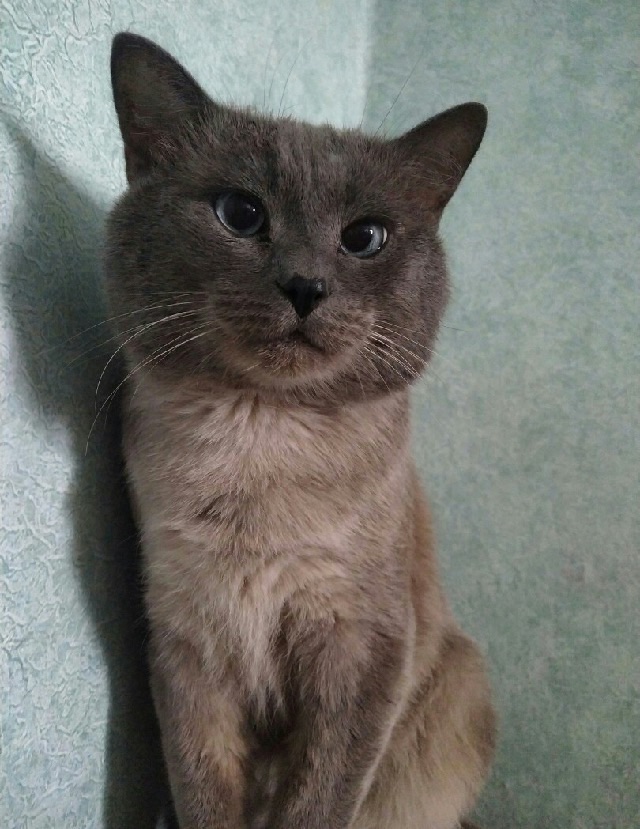 Тёпа - Имена для мальчиков - Клички для котов и кошек