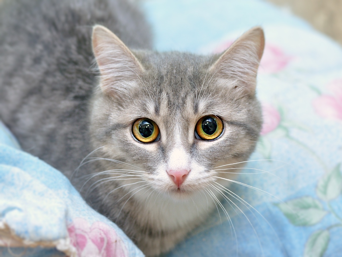 Герда - Имена для девочек - Клички для котов и кошек