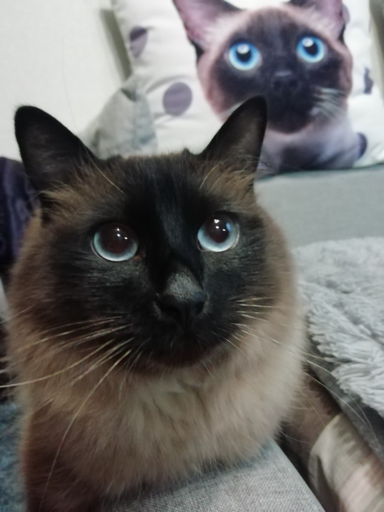 Филимон - Имена для мальчиков - Клички для котов и кошек