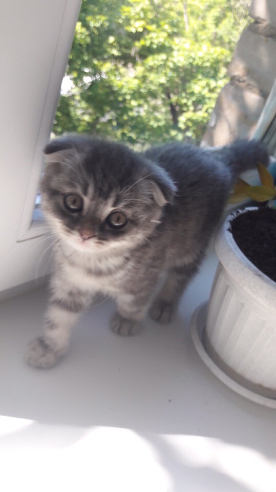 Роня - Имена для мальчиков - Клички для котов и кошек