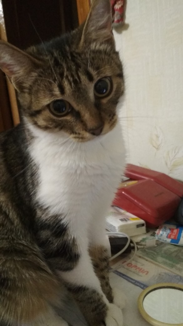 Анфиса - Имена для девочек - Клички для котов и кошек