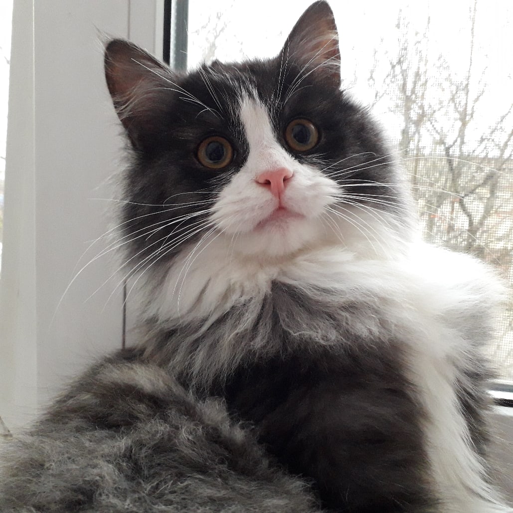 Фима - Имена для девочек - Клички для котов и кошек