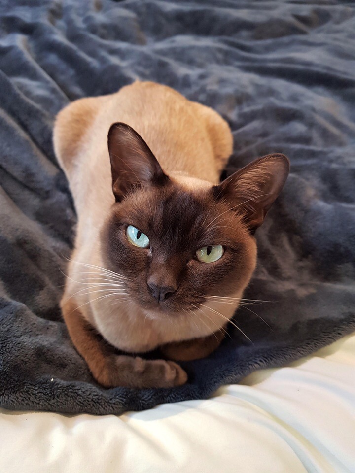 Сола - Имена для девочек - Клички для котов и кошек