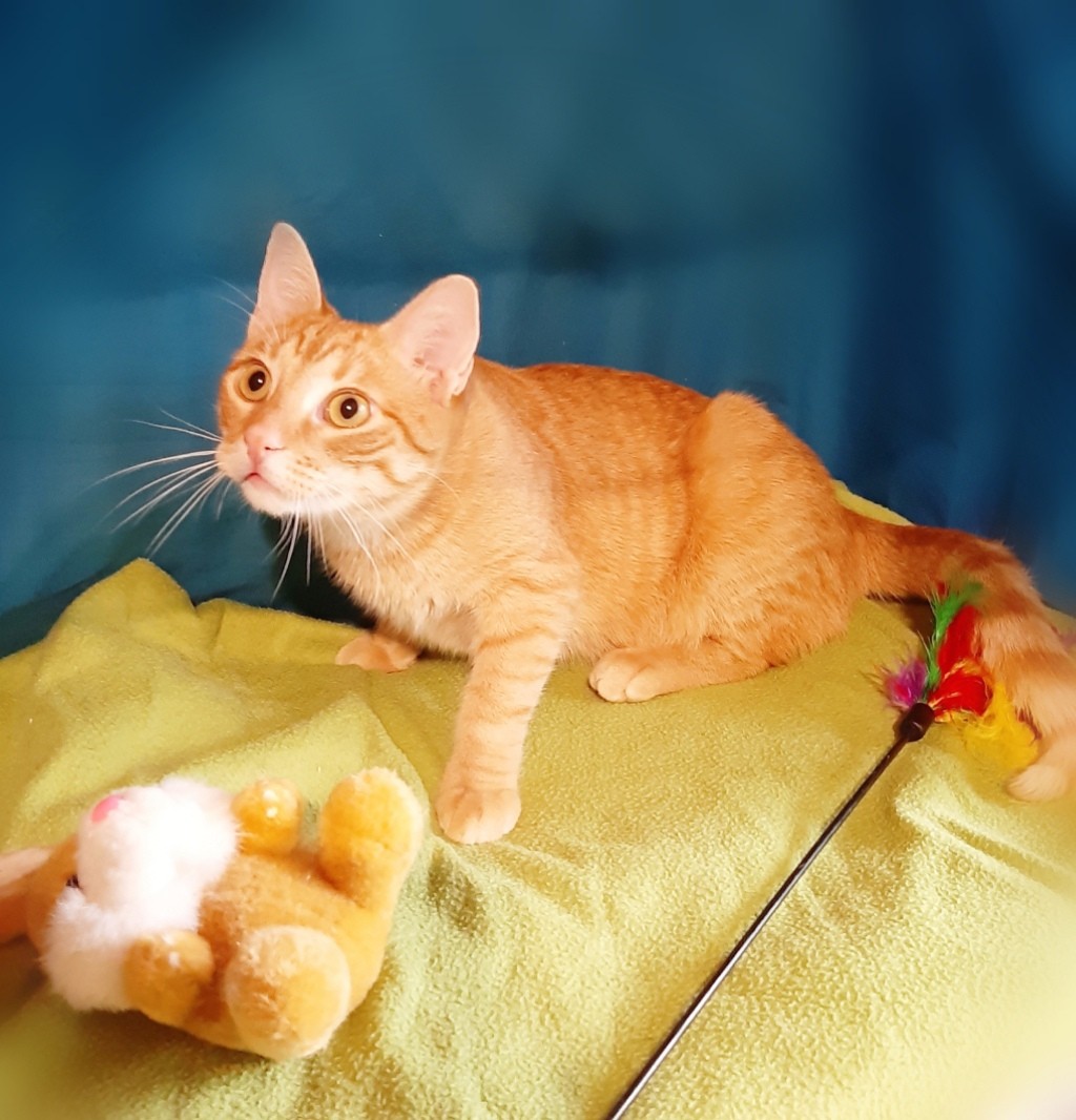 Патрик - Имена для мальчиков - Клички для котов и кошек