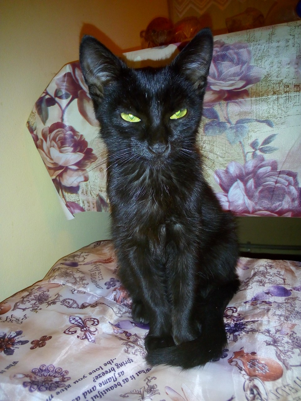 Дэми - Имена для девочек - Клички для котов и кошек