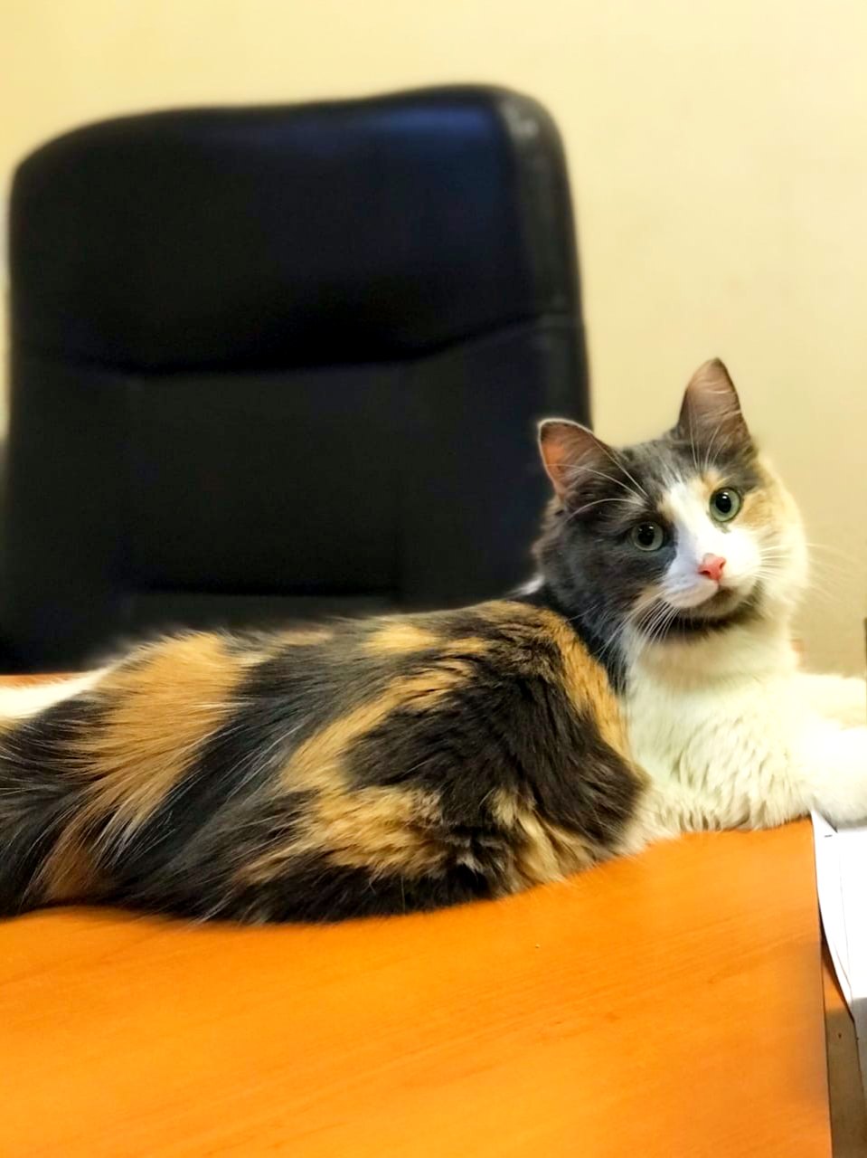 Мила - Имена для девочек - Клички для котов и кошек