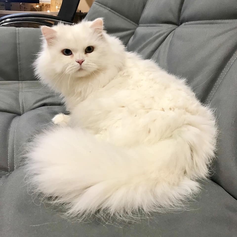 Зефир - Имена для мальчиков - Клички для котов и кошек