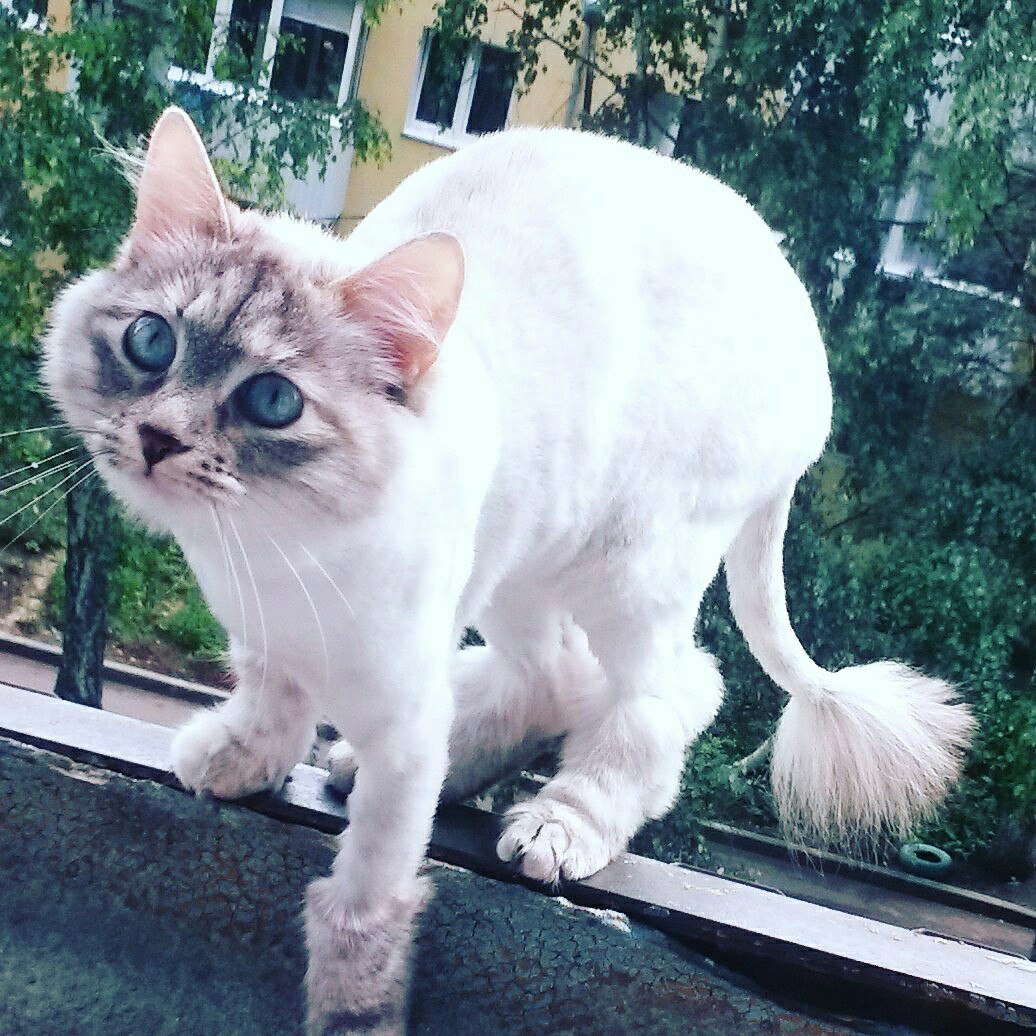 Боня - Имена для девочек - Клички для котов и кошек