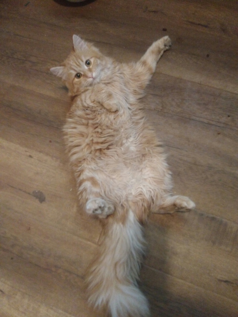 Злата - Имена для девочек - Клички для котов и кошек