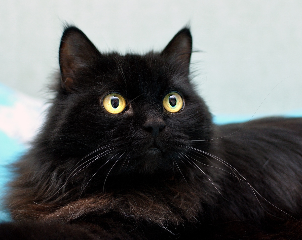 Филя - Имена для мальчиков - Клички для котов и кошек