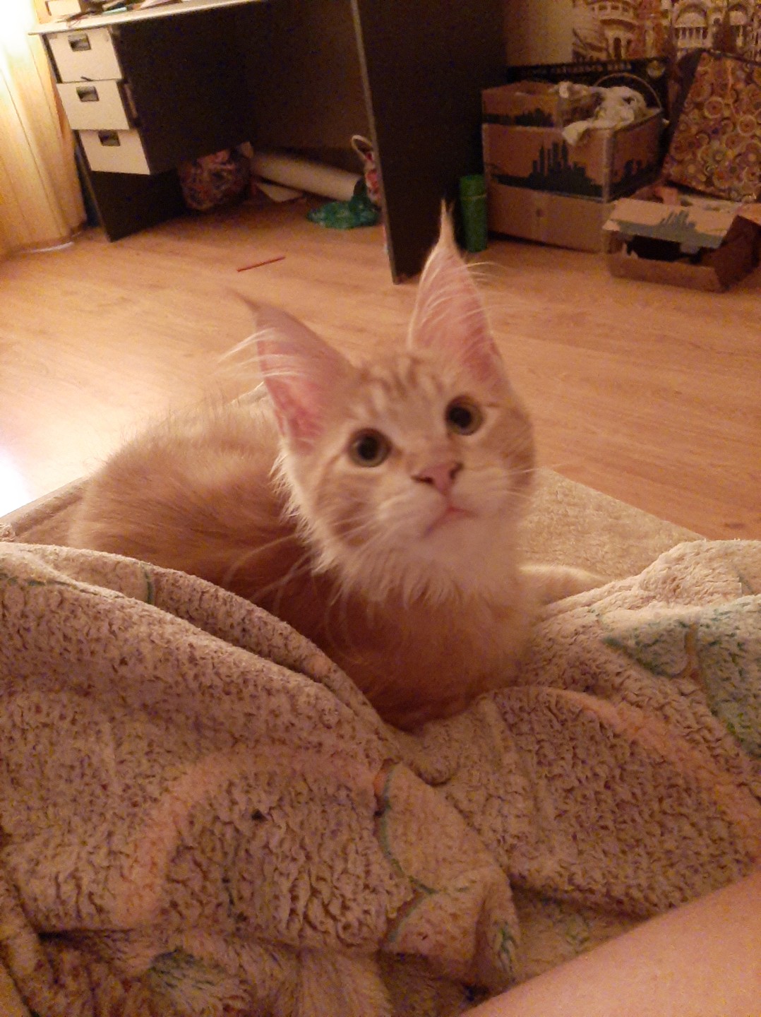 Ириска - Имена для девочек - Клички для котов и кошек