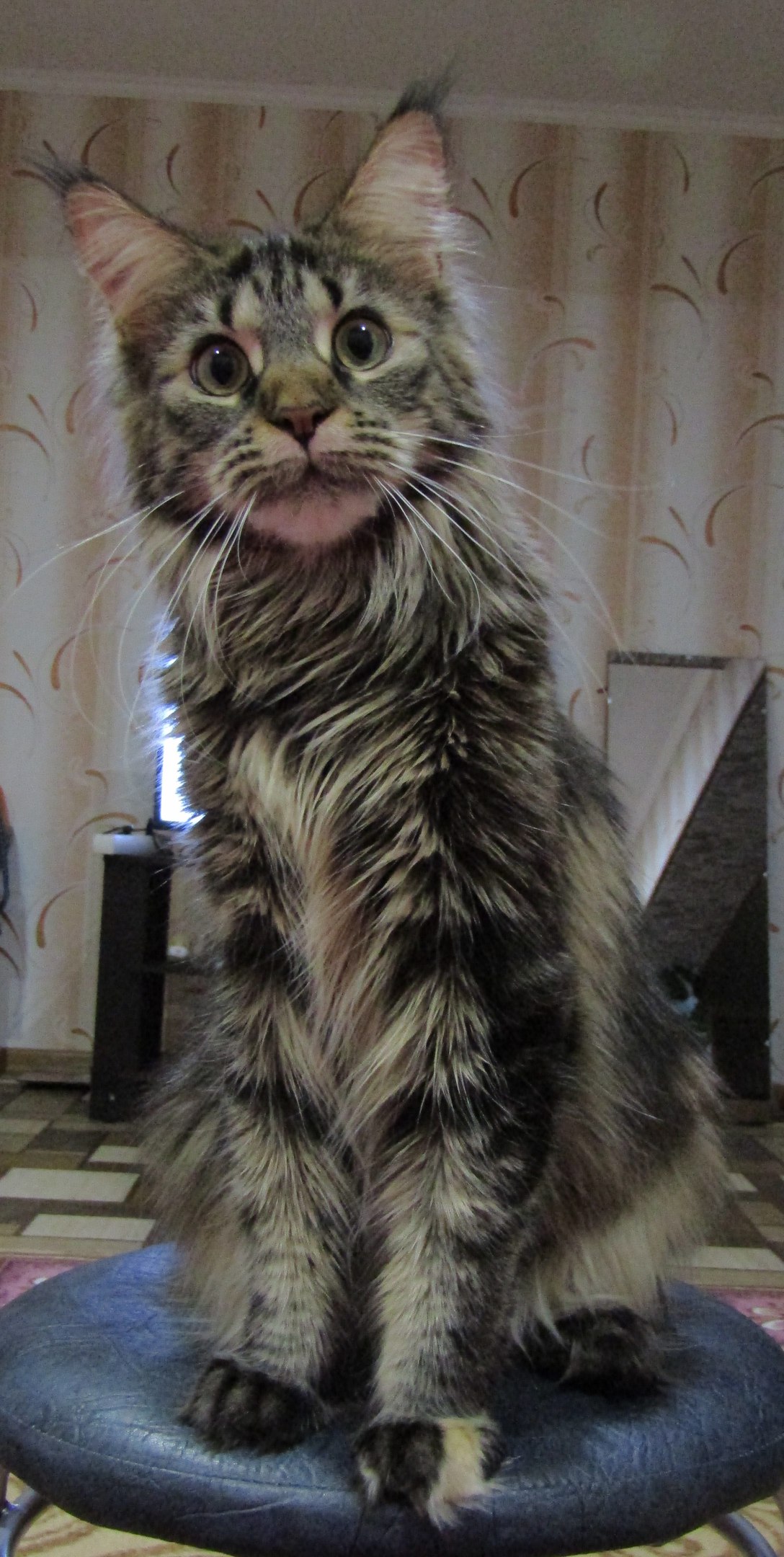 Мика - Имена для мальчиков - Клички для котов и кошек