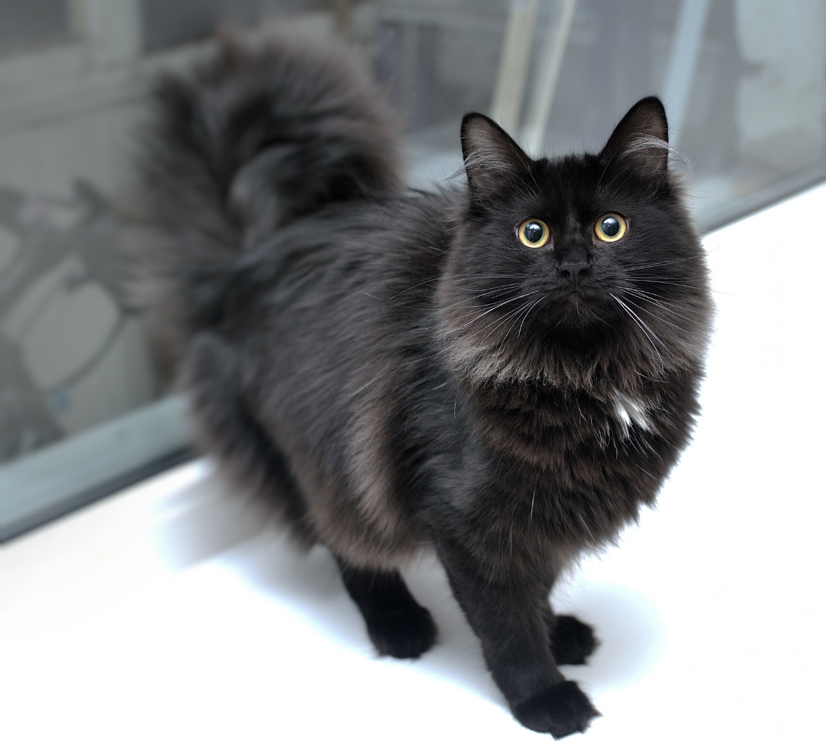 Тэйт - Имена для мальчиков - Клички для котов и кошек