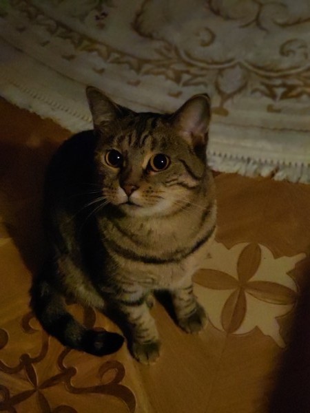 Симона - Имена для девочек - Клички для котов и кошек