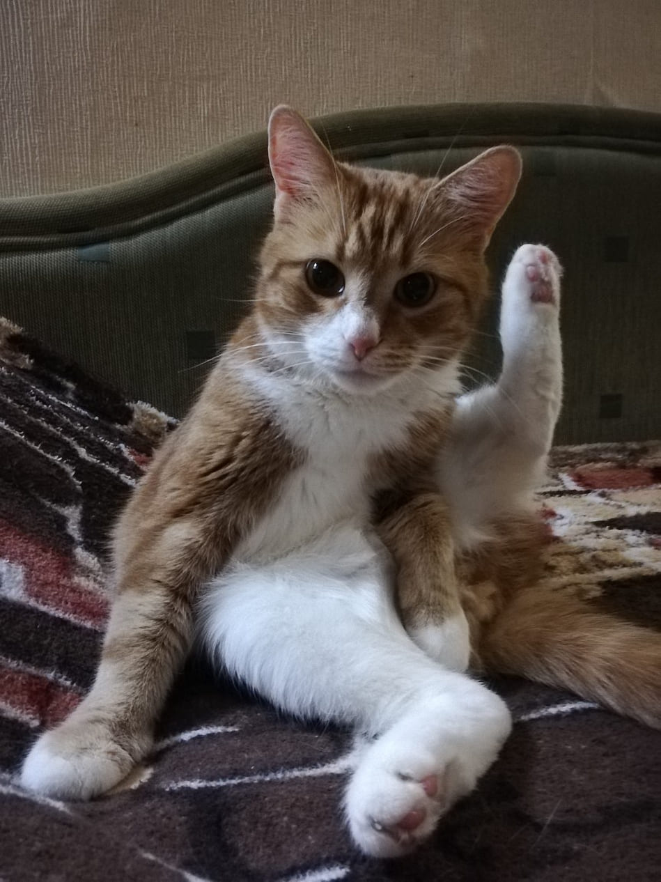 Котя - Имена для мальчиков - Клички для котов и кошек