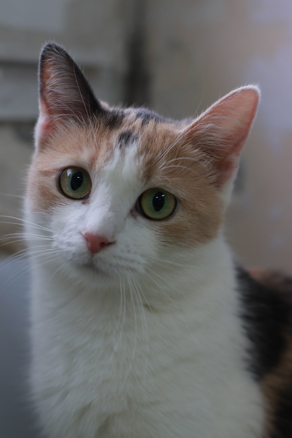 Пуся - Имена для девочек - Клички для котов и кошек