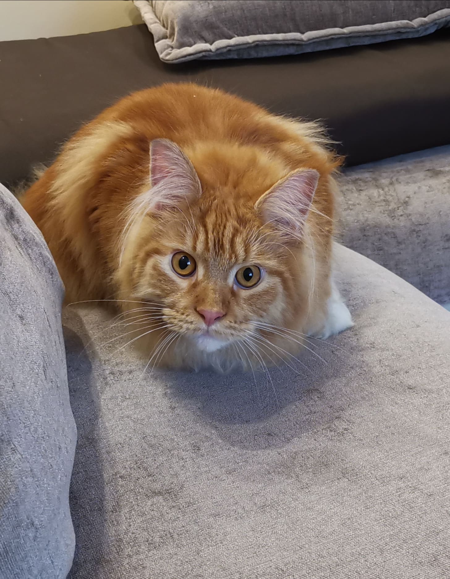 Чика - Имена для девочек - Клички для котов и кошек