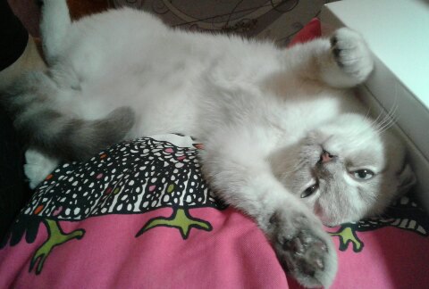 Даня - Имена для мальчиков - Клички для котов и кошек