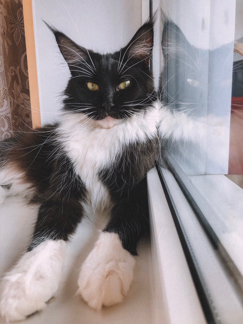 Джесси - Имена для девочек - Клички для котов и кошек