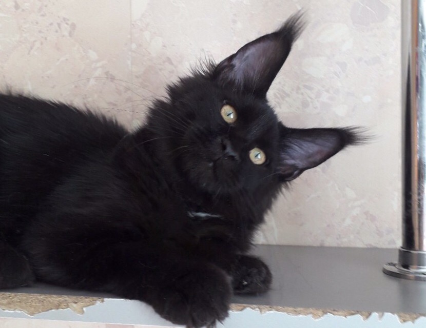 Орабелла - Имена для девочек - Клички для котов и кошек