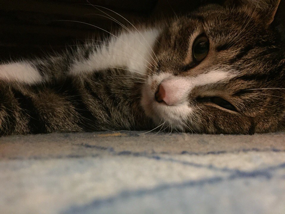 Стёпа - Имена для мальчиков - Клички для котов и кошек