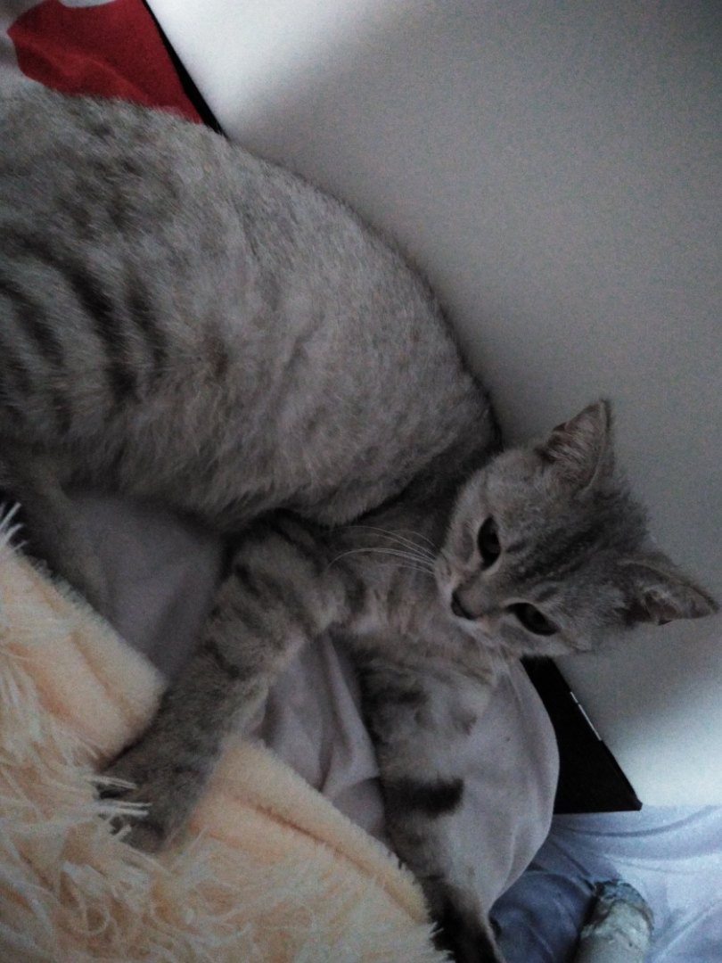 Мурка - Имена для девочек - Клички для котов и кошек