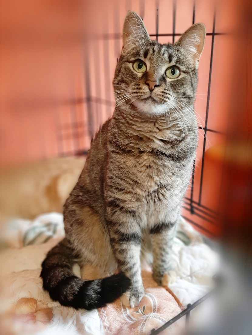 Софи - Имена для девочек - Клички для котов и кошек