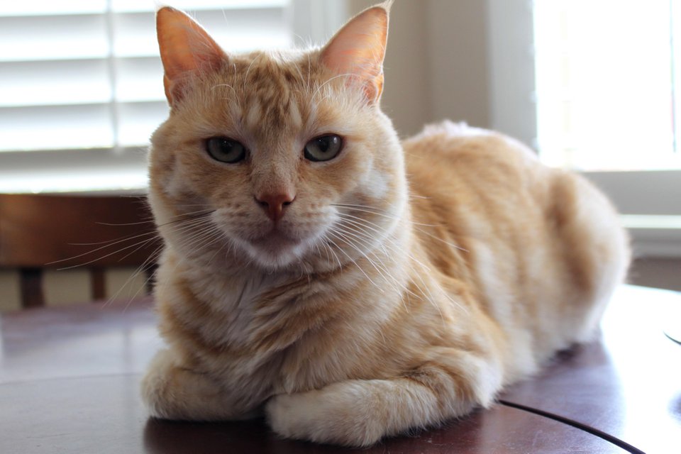 Броня - Имена для мальчиков - Клички для котов и кошек