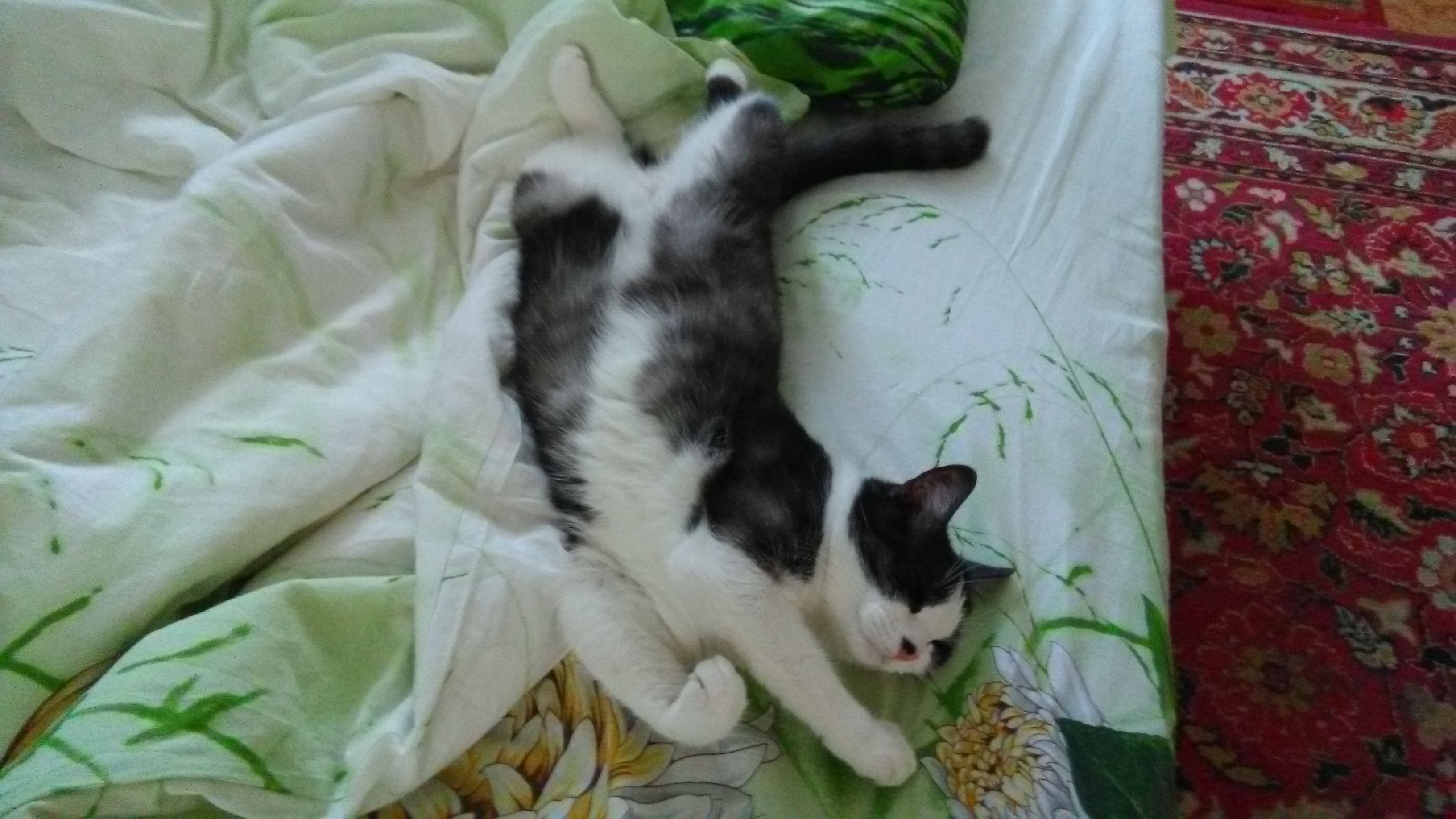 Барсик - Имена для мальчиков - Клички для котов и кошек