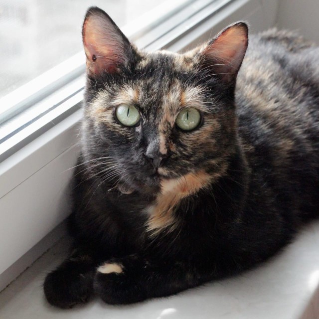 Чепа - Имена для девочек - Клички для котов и кошек