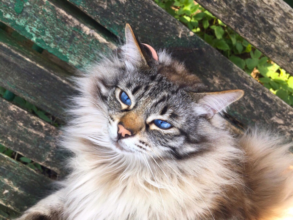 Симба - Имена для девочек - Клички для котов и кошек