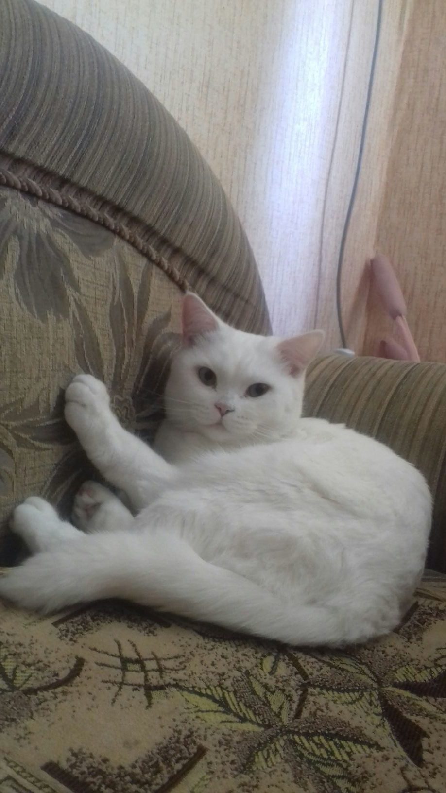 Мелиса - Имена для девочек - Клички для котов и кошек