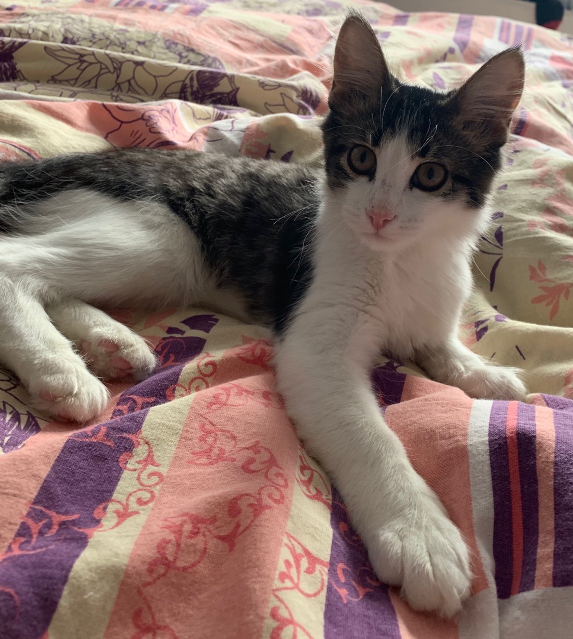 Кекс - Имена для мальчиков - Клички для котов и кошек