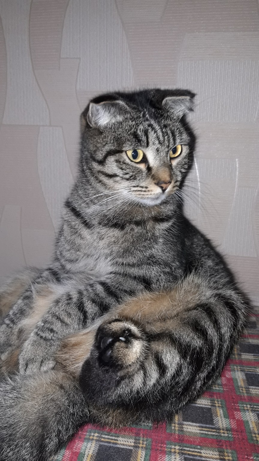 Даша - Имена для девочек - Клички для котов и кошек