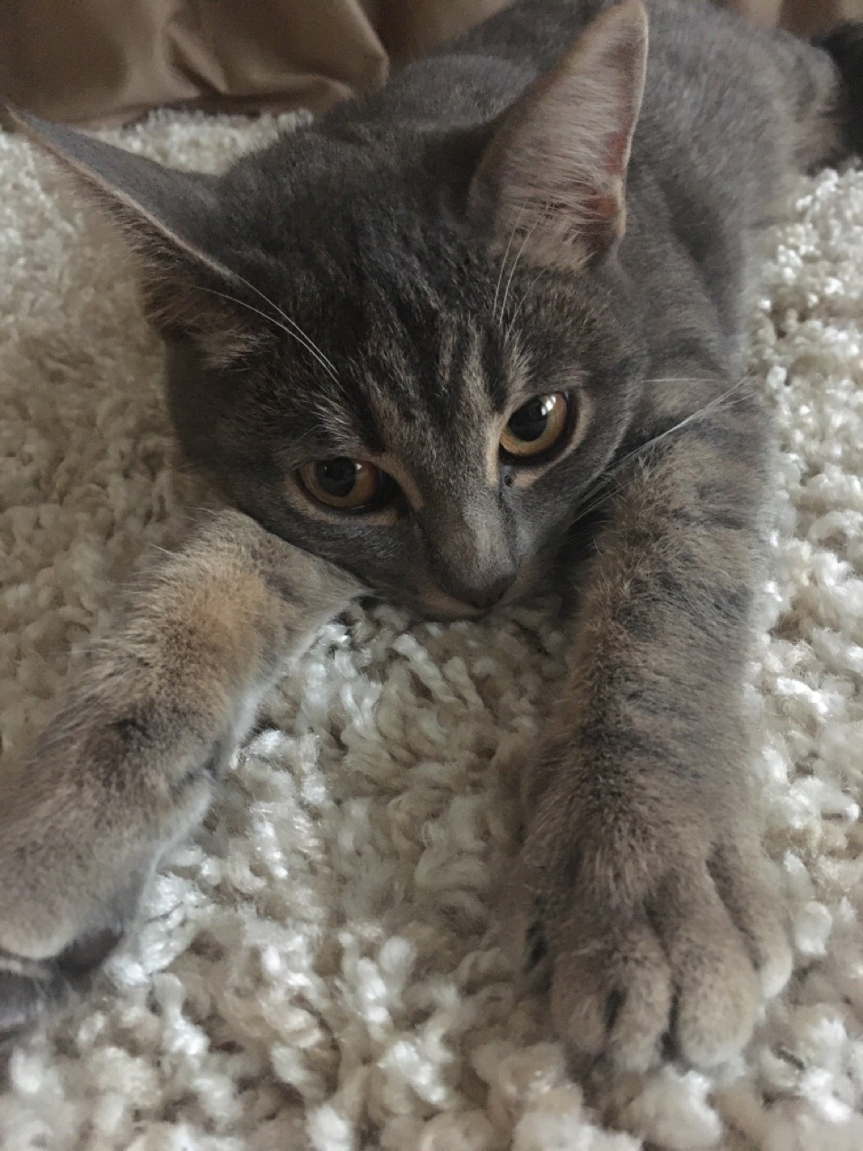 Мышка - Имена для девочек - Клички для котов и кошек